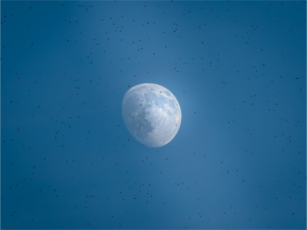 Main image Massive Swarm Around the Moon Salt Lake City Utah