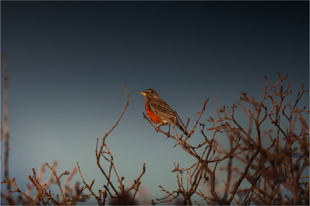 Main image American Robin Perched on Bare Branches Salt Lake City Utah