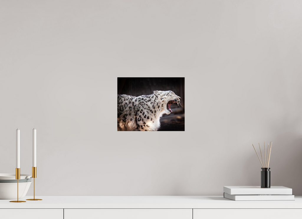10 x 8″, Photo Print On Fuji Crystal DP II Snow Leopard Yawning Profile Hogle Zoo Salt Lake City