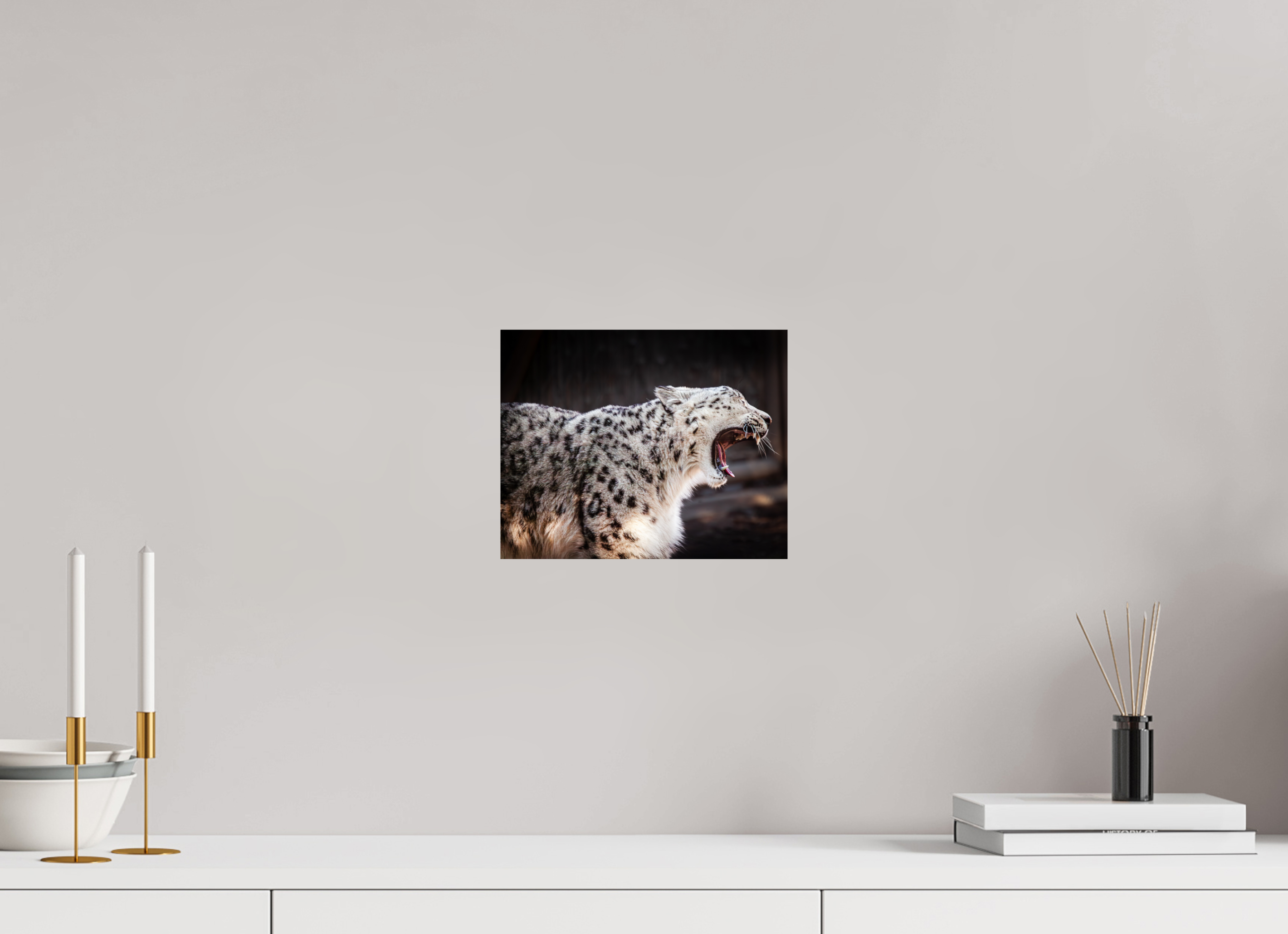 10 x 8″, Photo Print On Fuji Crystal DP II Snow Leopard Yawning Profile Hogle Zoo Salt Lake City
