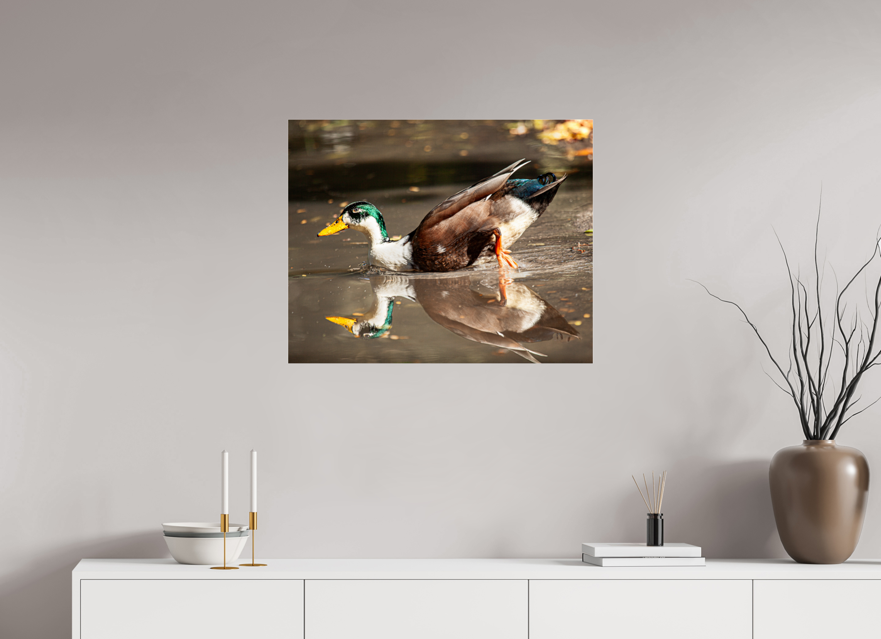 30 x 24″, Photo Print Under Acrylic Glass Mallard Duck Magic