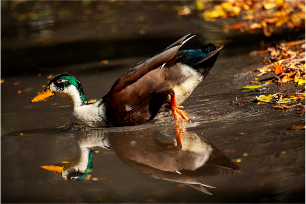Main image Mallard Duck Magic