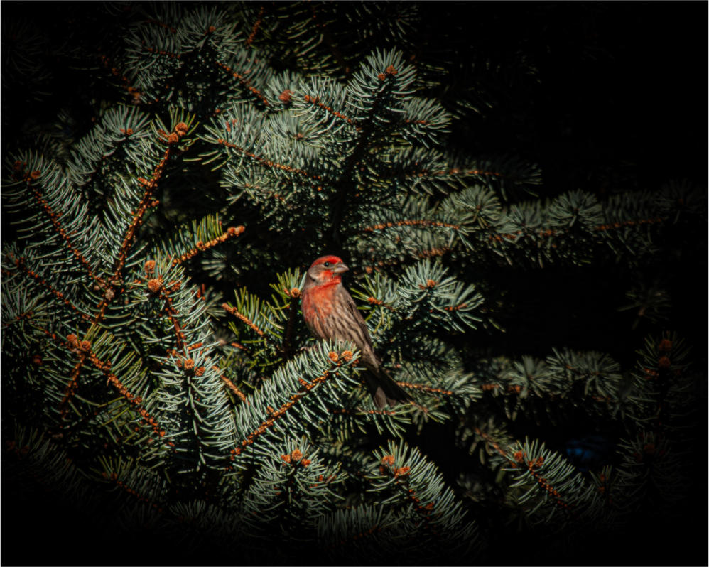 Main image Male House Finch in Blue Spruce Salt Lake City Utah