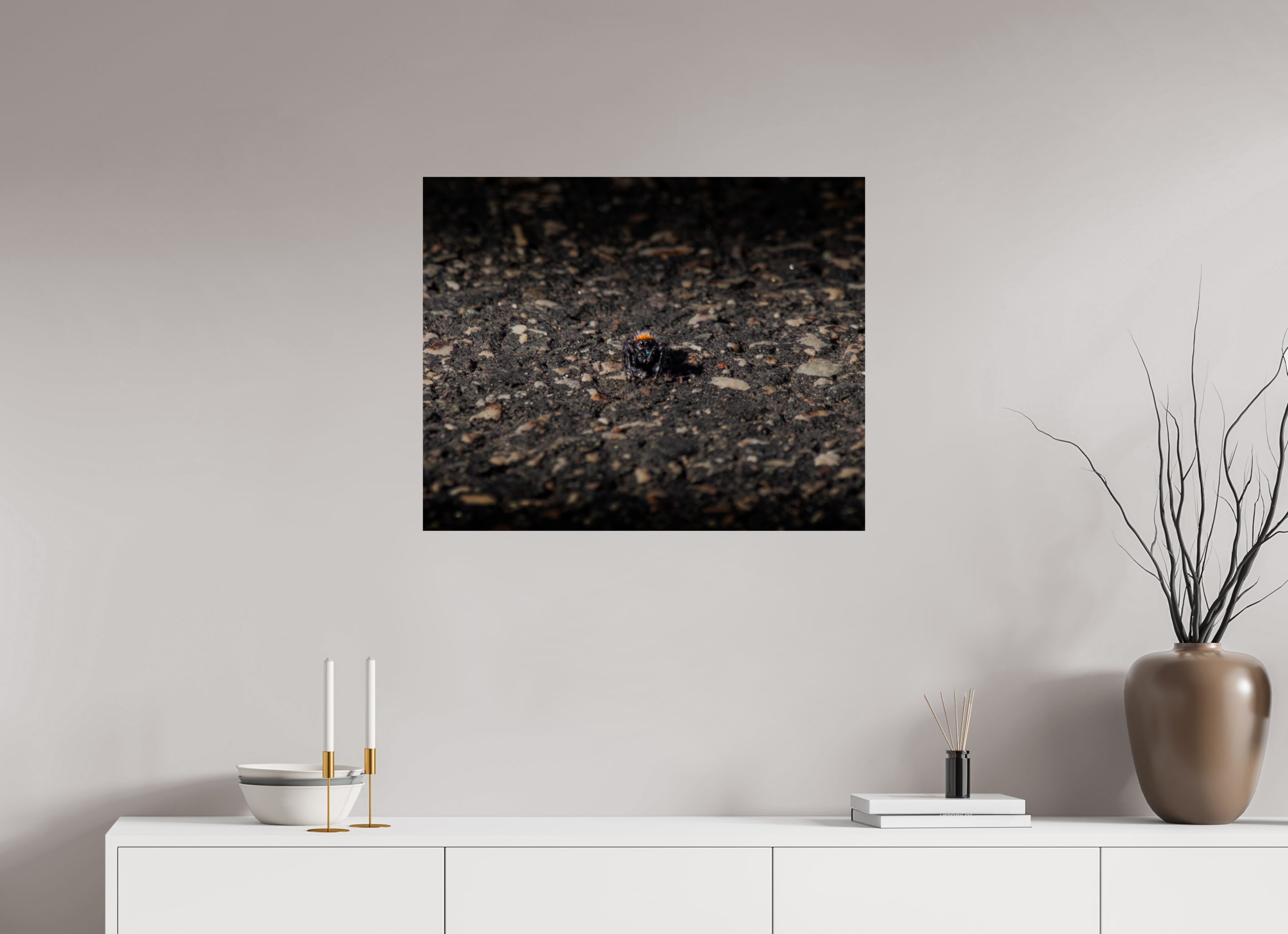 30 x 24″, Photo Print On Fuji Crystal DP II Jumping Spider Macro West Jordan Utah Phidippus Audax
