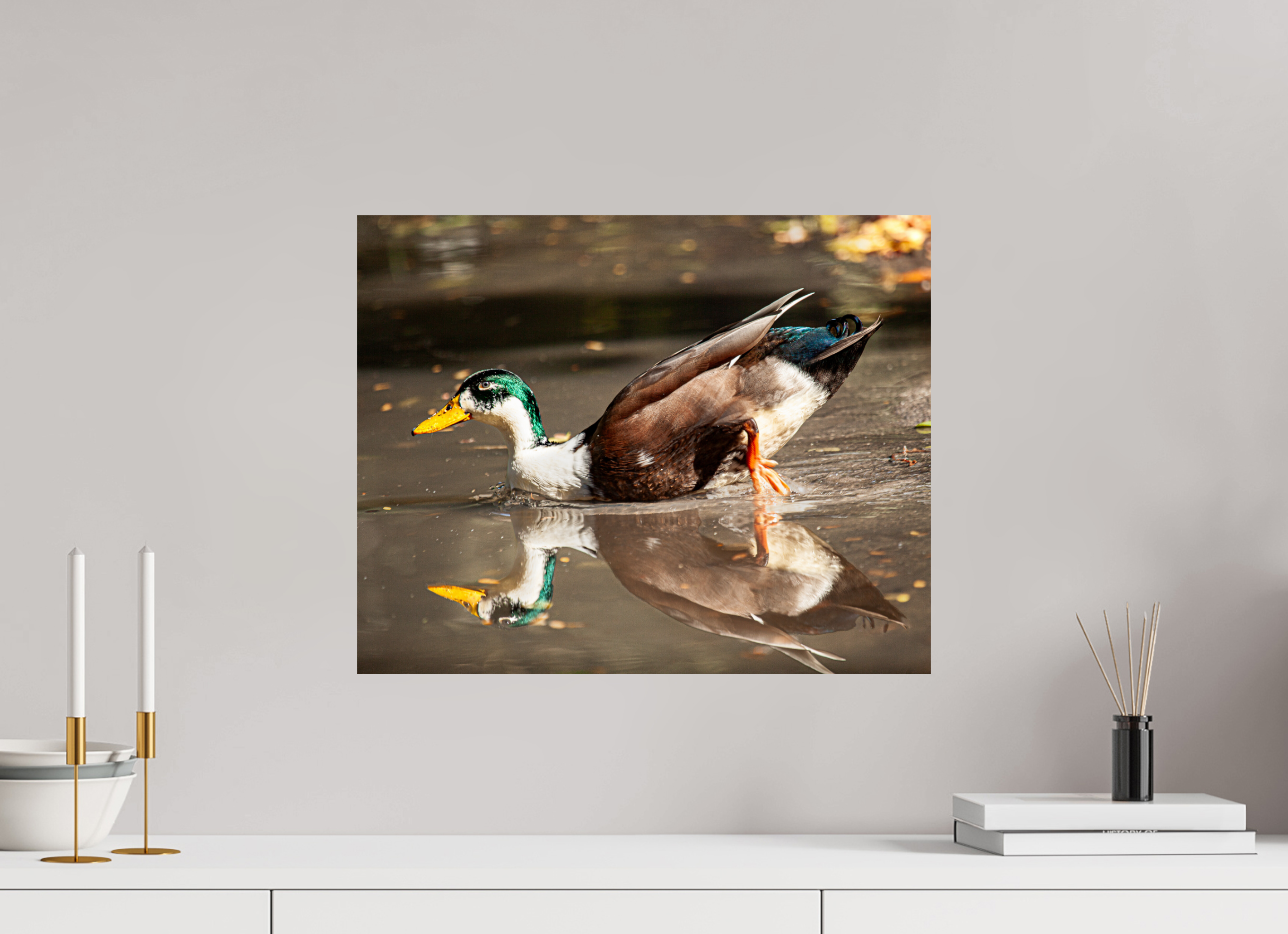 20 x 16″, Photo Print On Fuji Crystal DP II Mallard Duck Magic