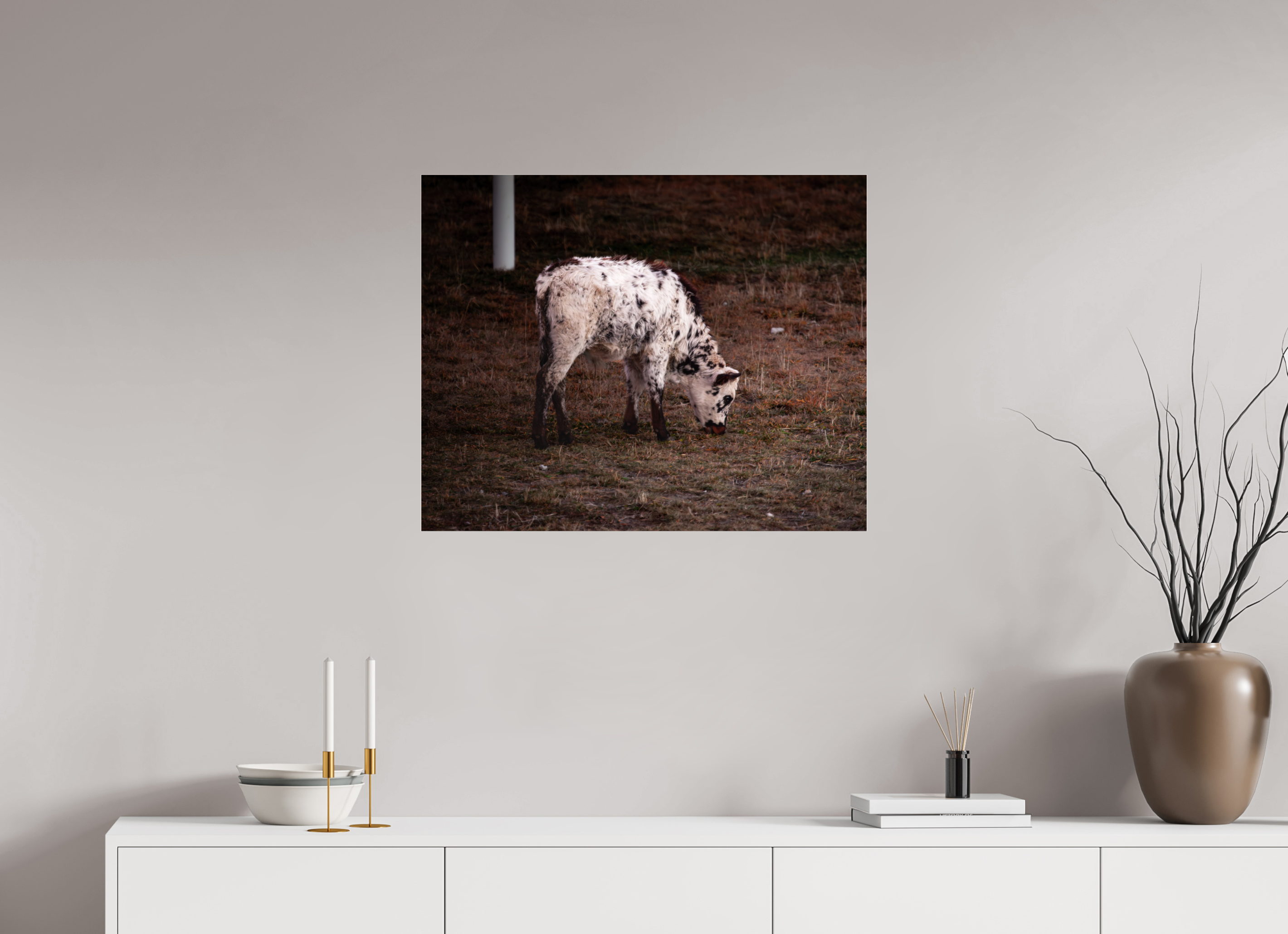 30 x 24″, Photo Print Under Acrylic Glass Speckle Park Calf Grazing Salt Lake City Utah