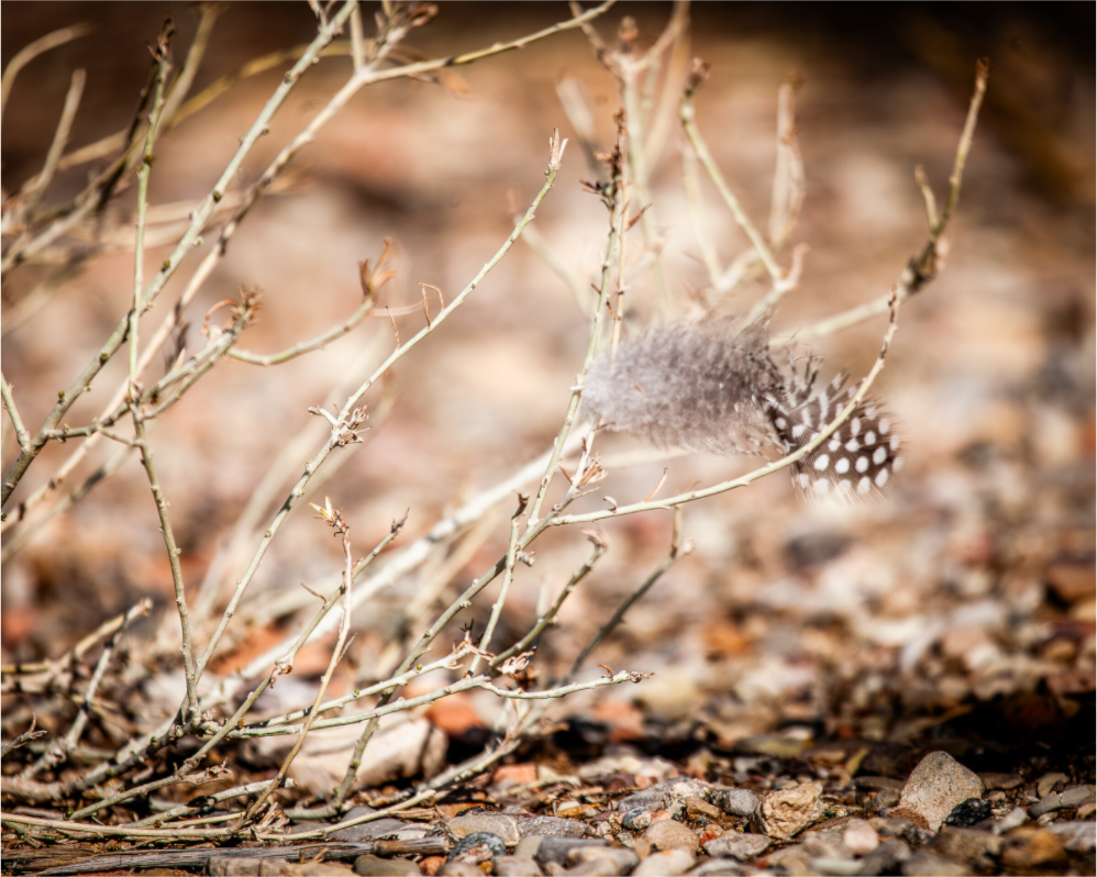 Main image Spotted Towhee Feather on Winter Shrub Salt Lake City