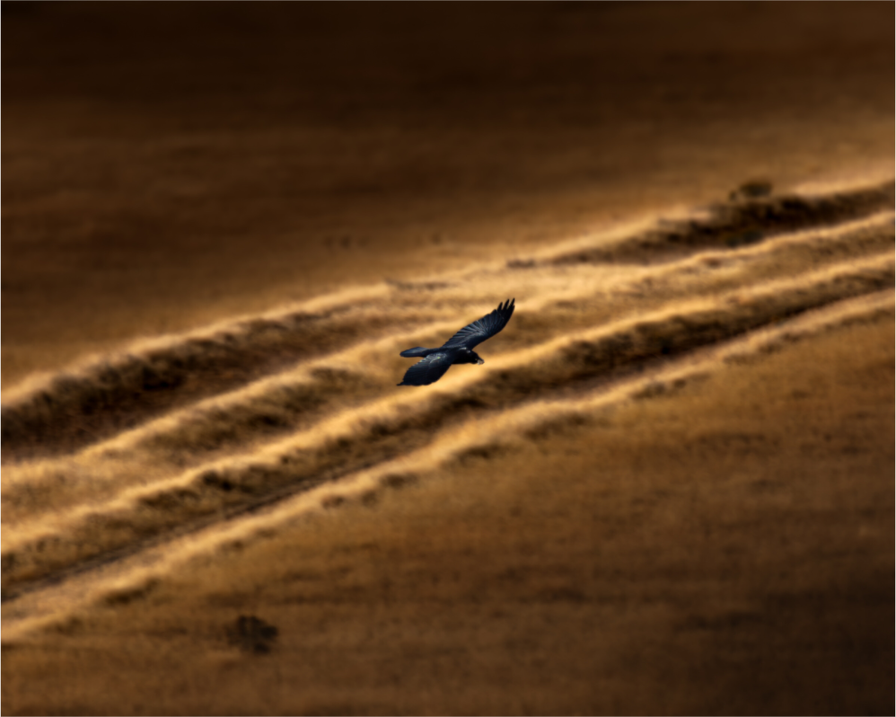 Main image Common Raven Soaring Golden Hour Salt Lake City