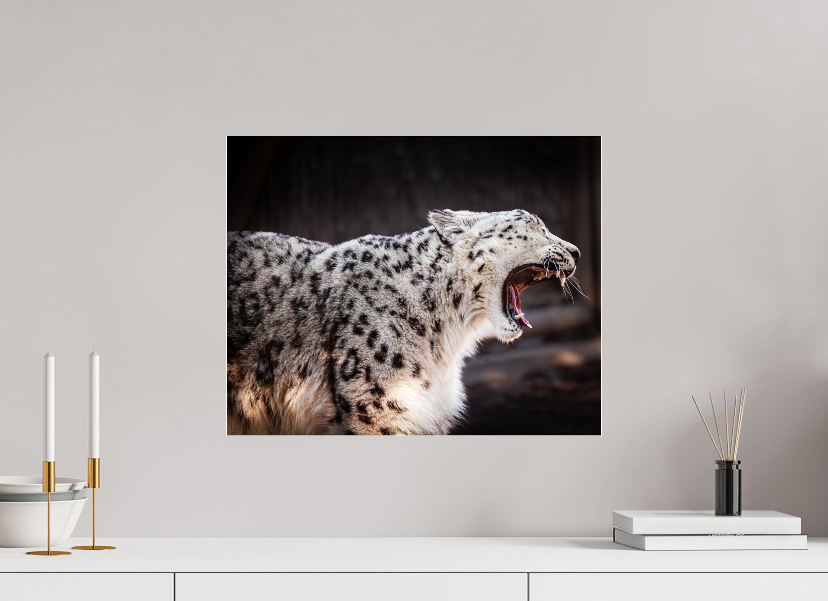 20 x 16″, Photo Print Under Acrylic Glass Snow Leopard Yawning Profile Hogle Zoo Salt Lake City