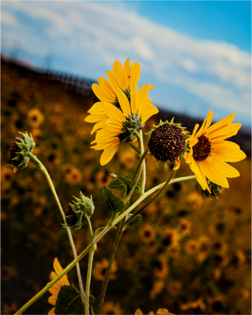 Main image A Bunch of Wild Sunflowers