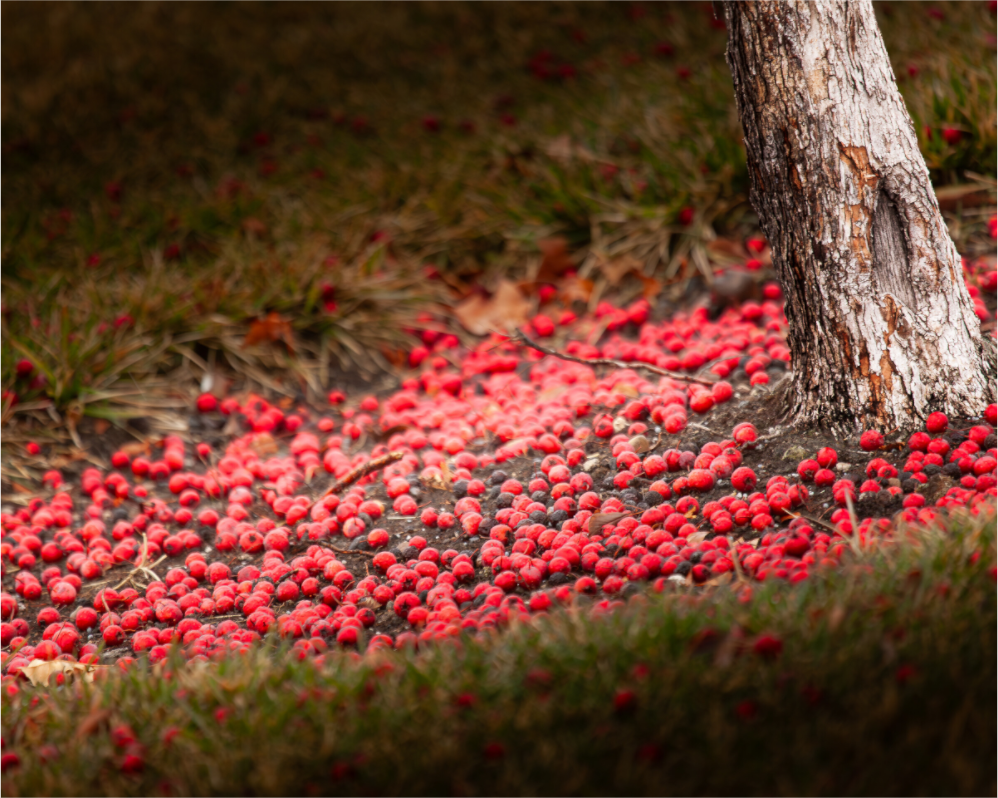 Main image Fallen Red Crabapples Salt Lake City Winter