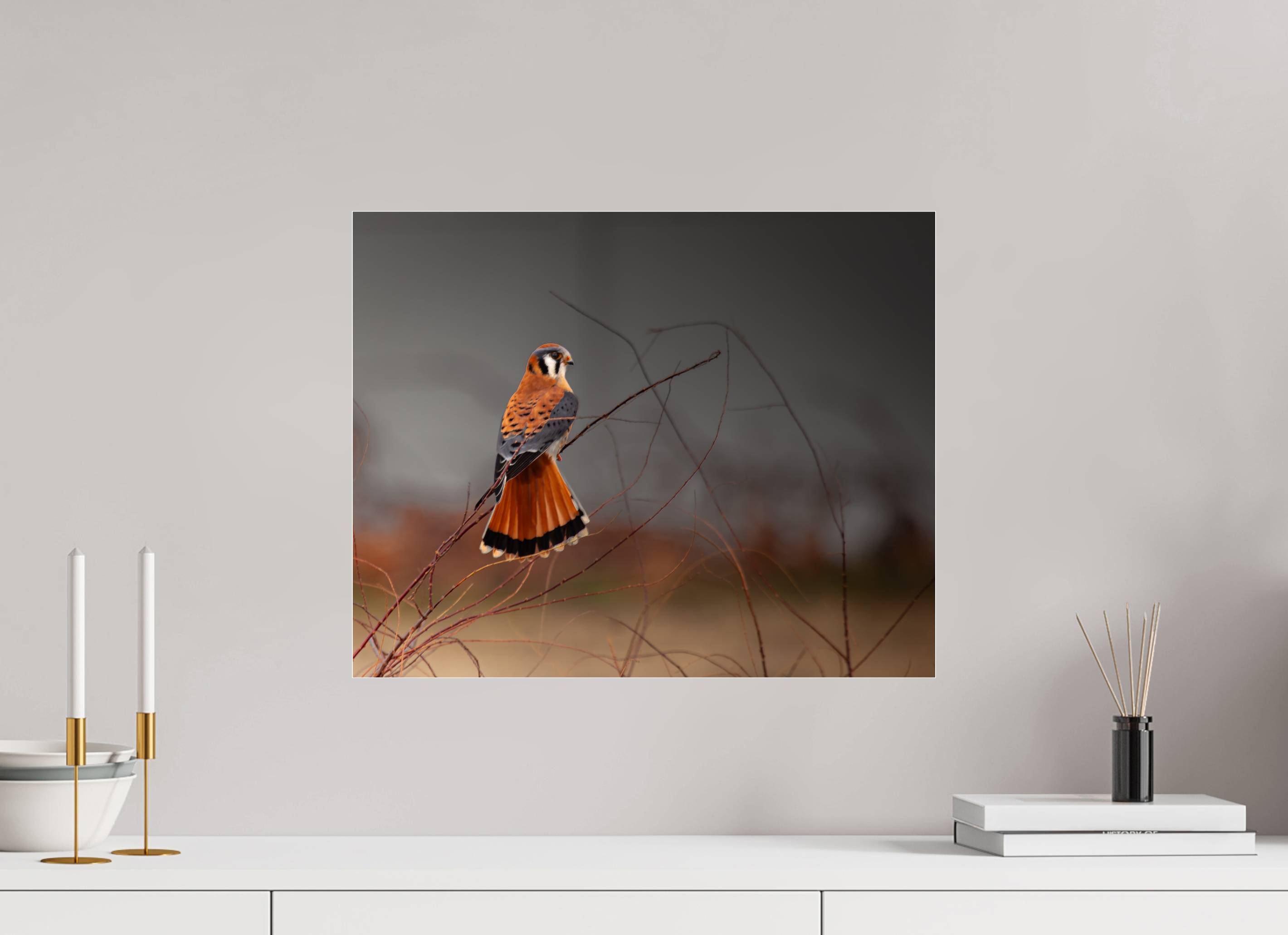 20 x 16″, Photo Print Under Acrylic Glass A Red Tail Kestrel Falcon