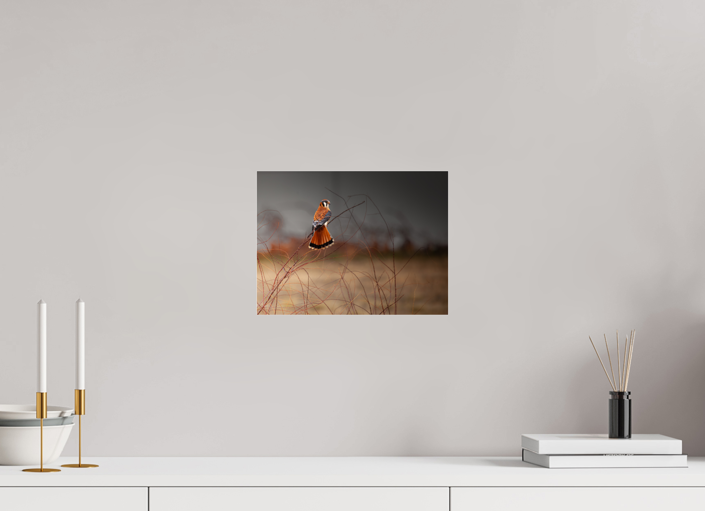 12 x 9″, Photo Print Under Acrylic Glass Red Tail Kestrel Falcon