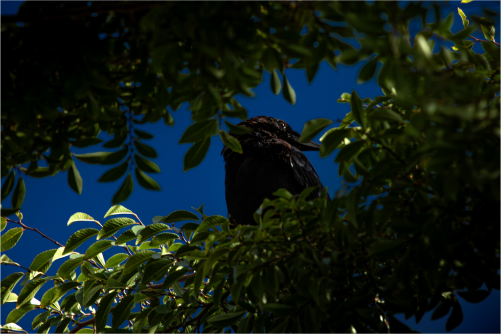 Main image Common Raven Hidden in Tree Foliage West Jordan Utah