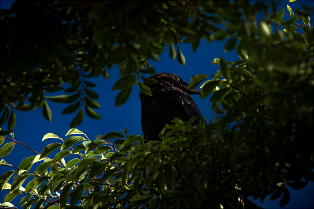 Main image Common Raven Hidden in Tree Foliage West Jordan Utah