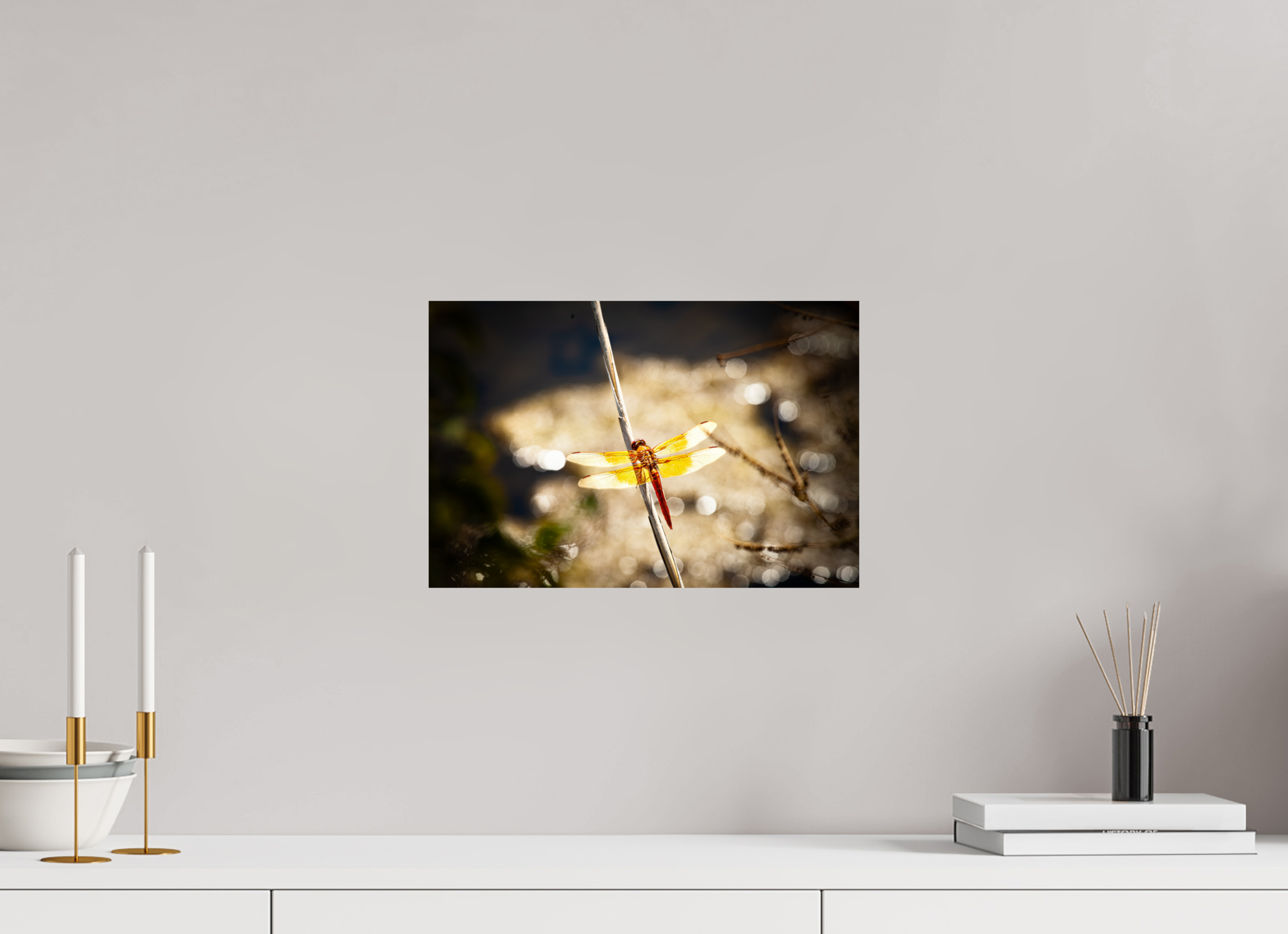 15 x 10″, Photo Print On Fuji Crystal DP II Flame Skimmer Dragonfly Backlit Salt Lake City Utah