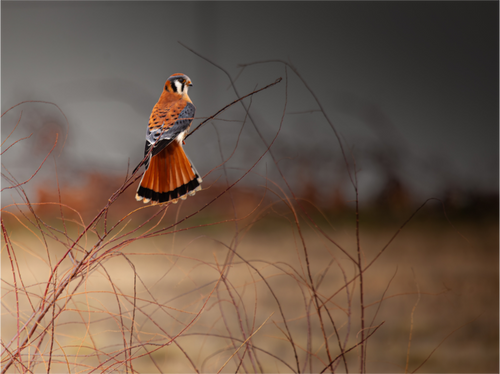 Main image Red Tail Kestrel Falcon