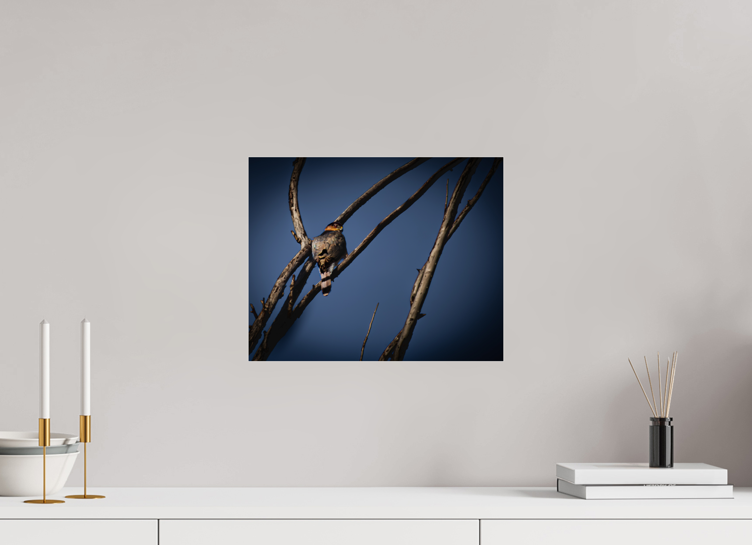 15 x 12″, Photo Print Under Acrylic Glass Adult Cooper's Hawk Perched on Bare Branch Salt Lake City