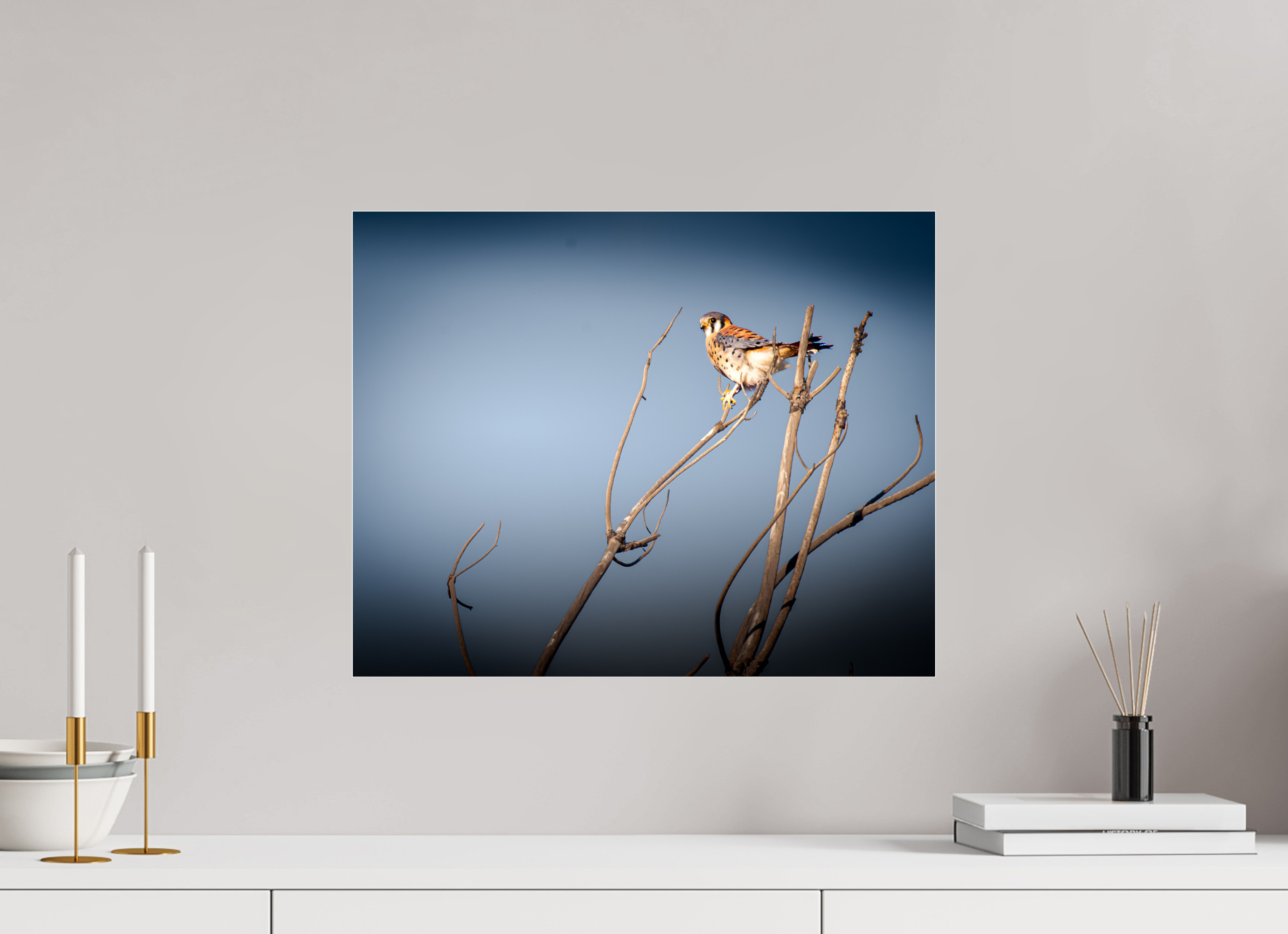20 x 16″, Photo Print Under Acrylic Glass Male American Kestrel Perched in Salt Lake City Utah
