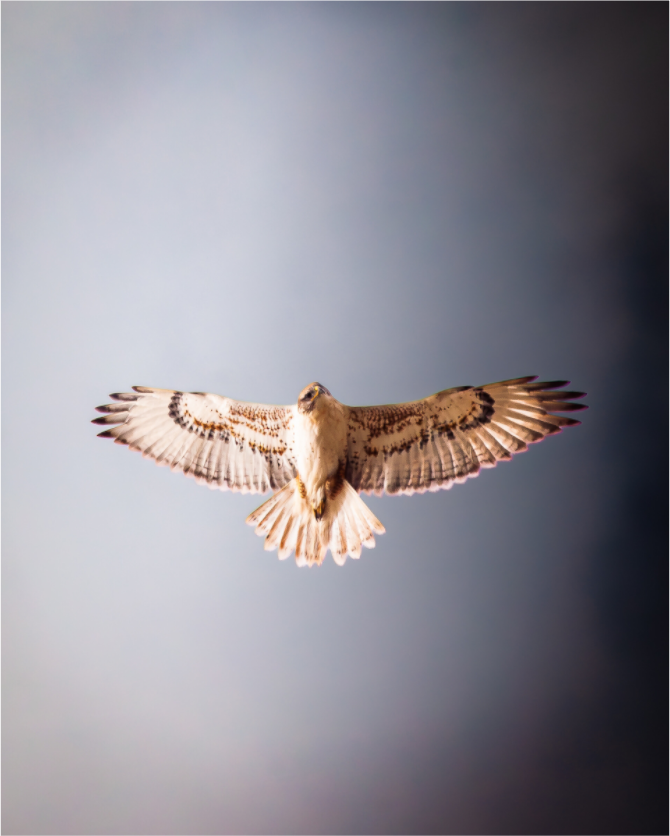 Main image Red-tailed Hawk Soaring Overhead Salt Lake City