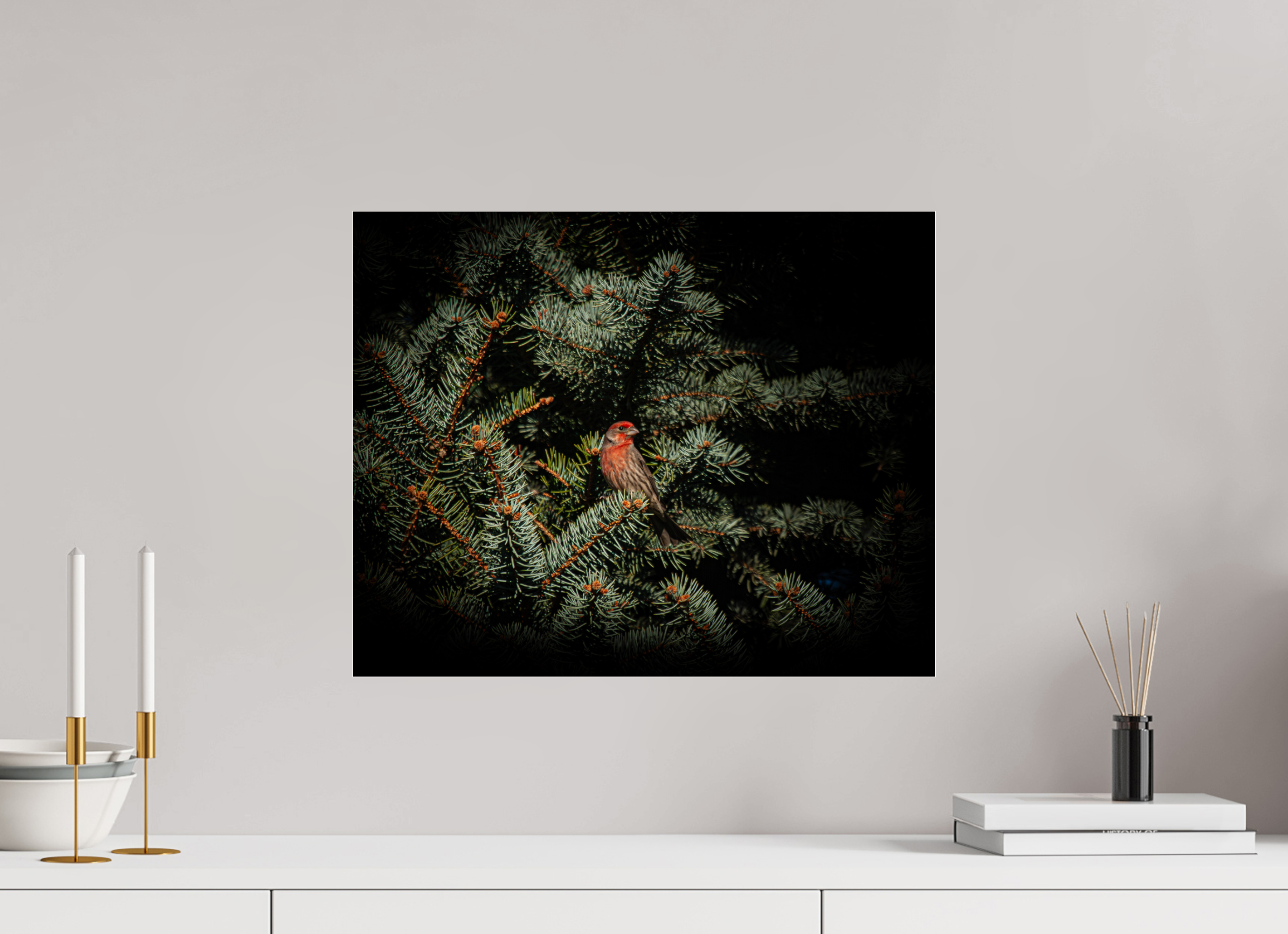 20 x 16″, Photo Print Under Acrylic Glass Male House Finch in Blue Spruce Salt Lake City Utah