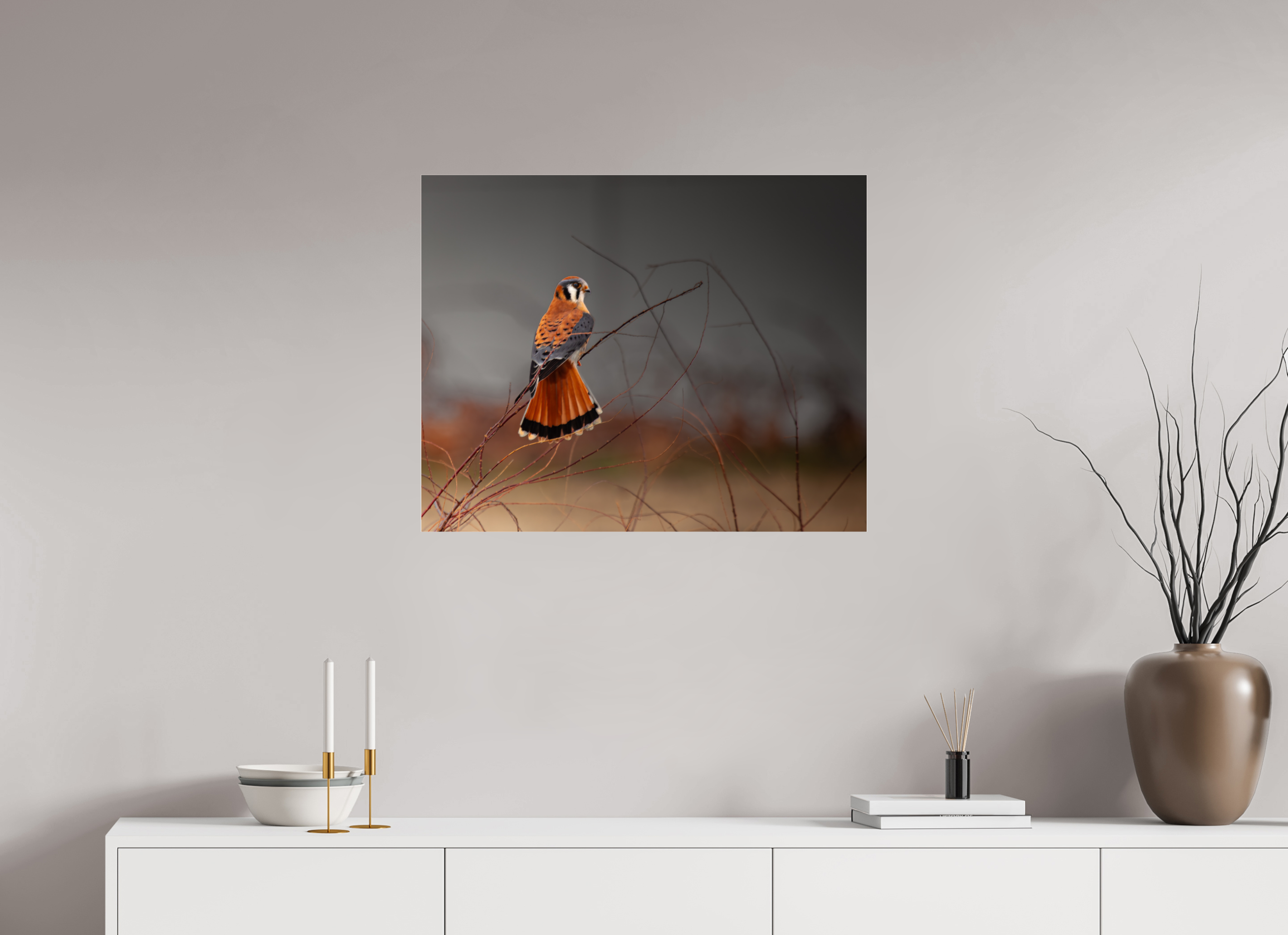 30 x 24″, Photo Print Under Acrylic Glass A Red Tail Kestrel Falcon