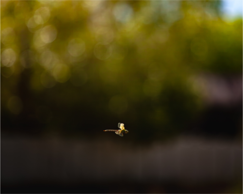 Main image Dragonfly in Flight Golden Hour Salt Lake City