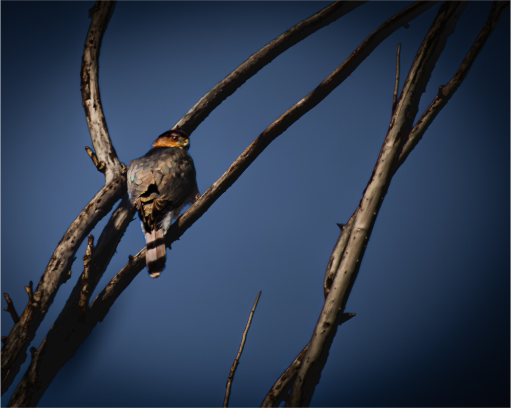 Main image Adult Cooper's Hawk Perched on Bare Branch Salt Lake City