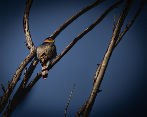 Main image Adult Cooper's Hawk Perched on Bare Branch Salt Lake City