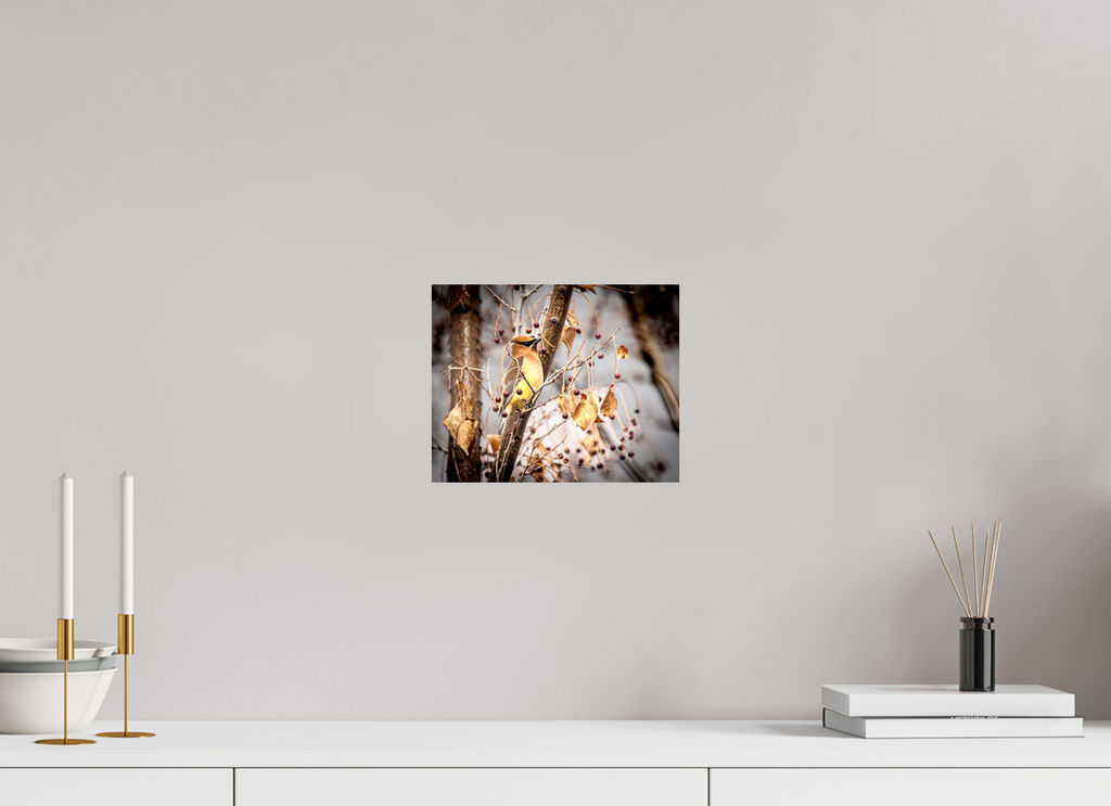 10 x 8″, Photo Print On Fuji Crystal DP II Cedar Waxwing Perched in Winter Berry Tree Salt Lake City