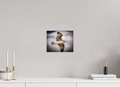 10 x 8″, Photo Print On Fuji Crystal DP II Juvenile California Gull in Flight Salt Lake City