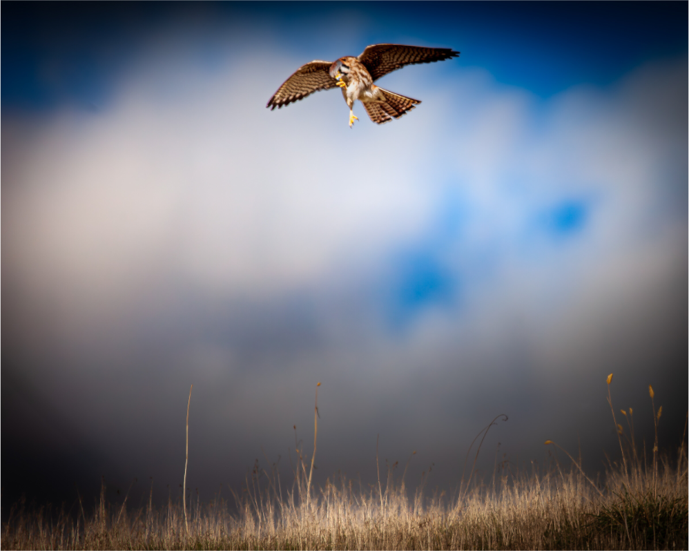 Main image Hovering American Kestrel Stormy Sky Salt Lake City