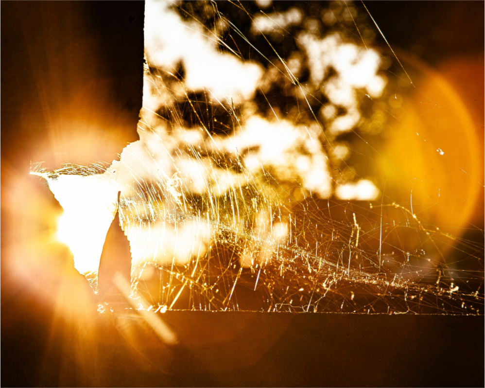 Main image Sunlit Spider Web Golden Hour Salt Lake City