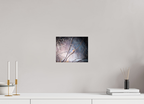 10 x 8″, Photo Print On Fuji Crystal DP II American Robin Perched in Winter Branches Salt Lake City