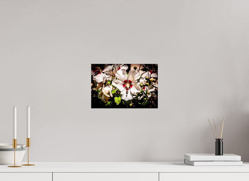 12 x 8″, Photo Print On Fuji Crystal DP II White Rose of Sharon Hibiscus Salt Lake City