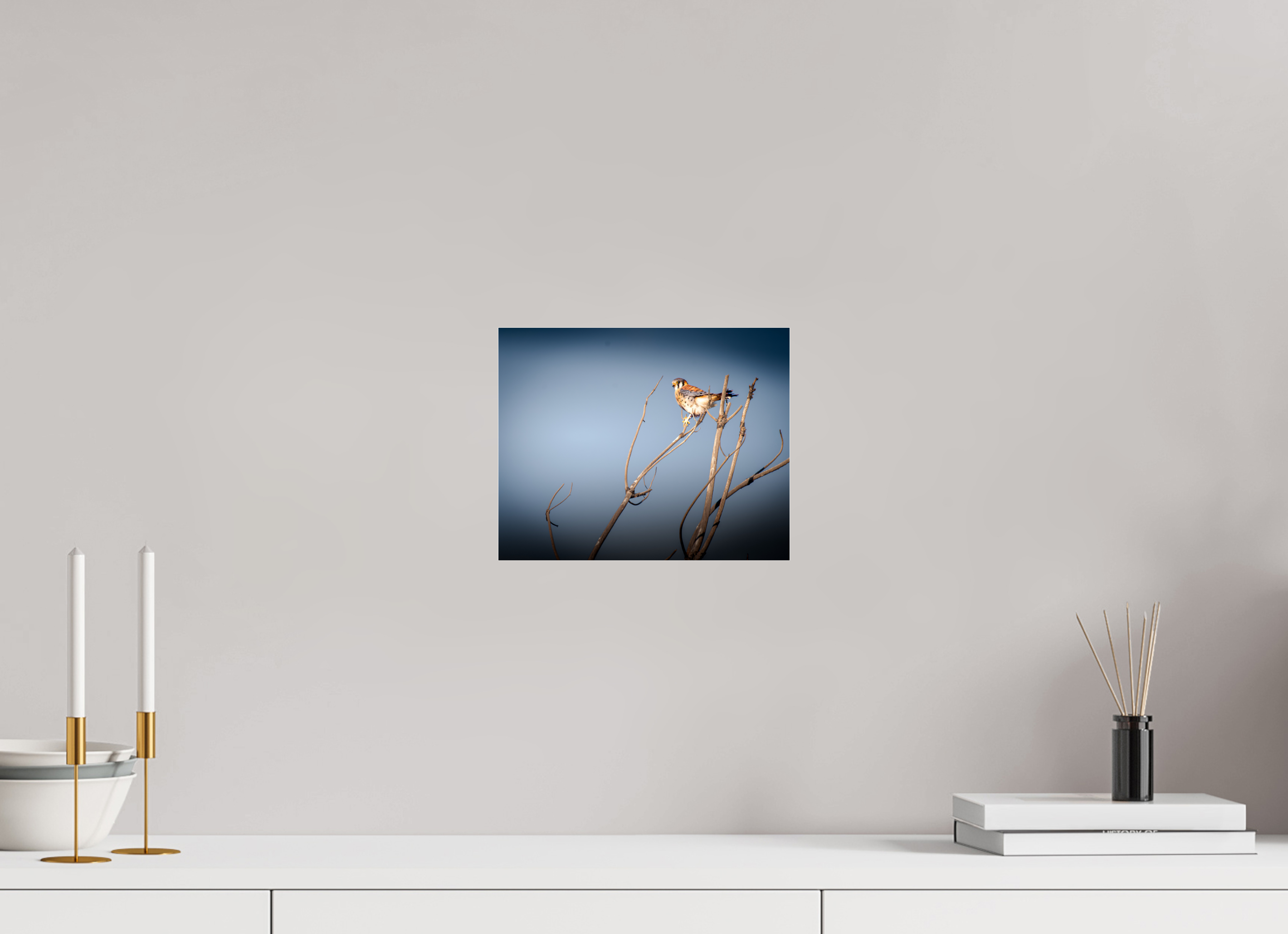 10 x 8″, Photo Print Under Acrylic Glass Male American Kestrel Perched in Salt Lake City Utah