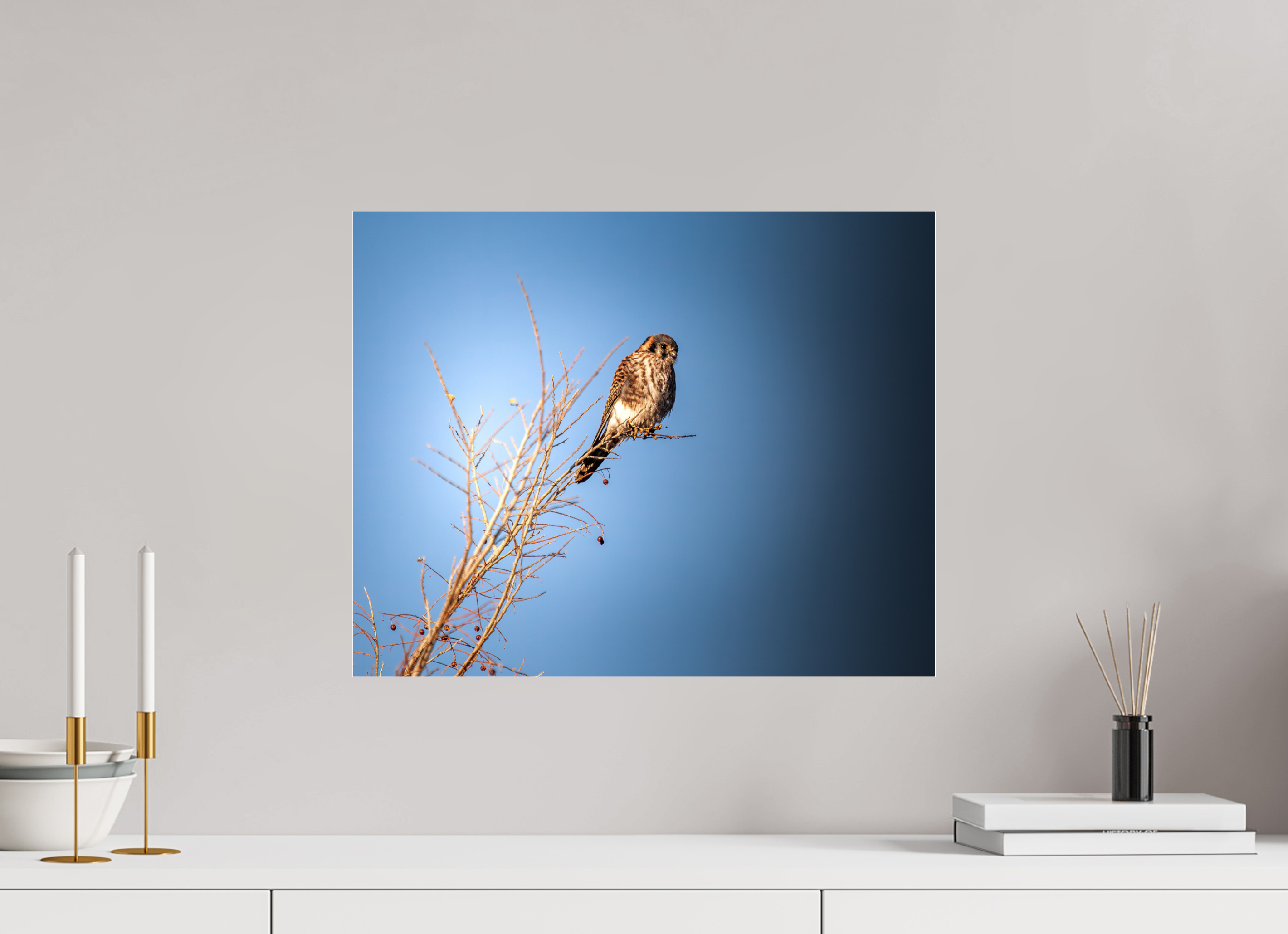20 x 16″, Photo Print Under Acrylic Glass Female American Kestrel Perched in Salt Lake City