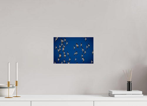 12 x 8″, Photo Print Under Acrylic Glass American White Pelicans