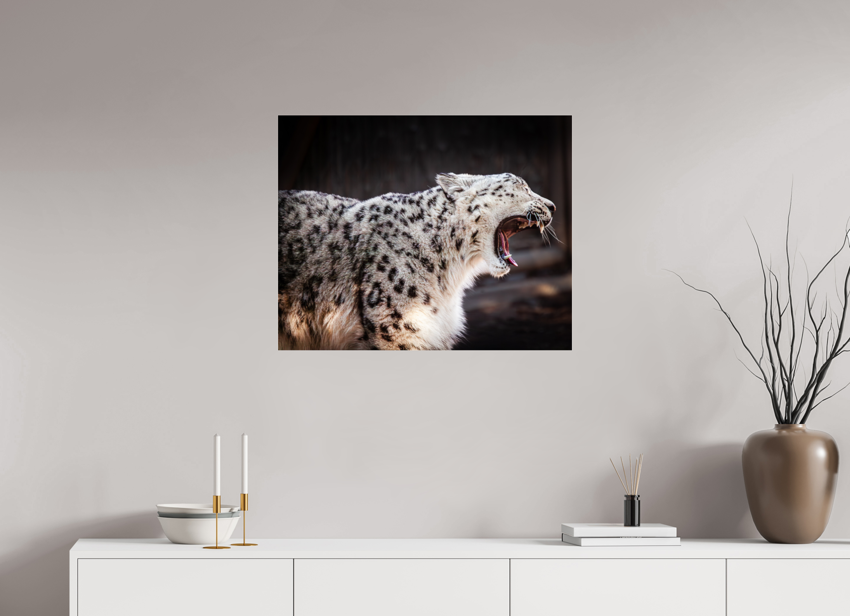 30 x 24″, Photo Print Under Acrylic Glass Snow Leopard Yawning Profile Hogle Zoo Salt Lake City