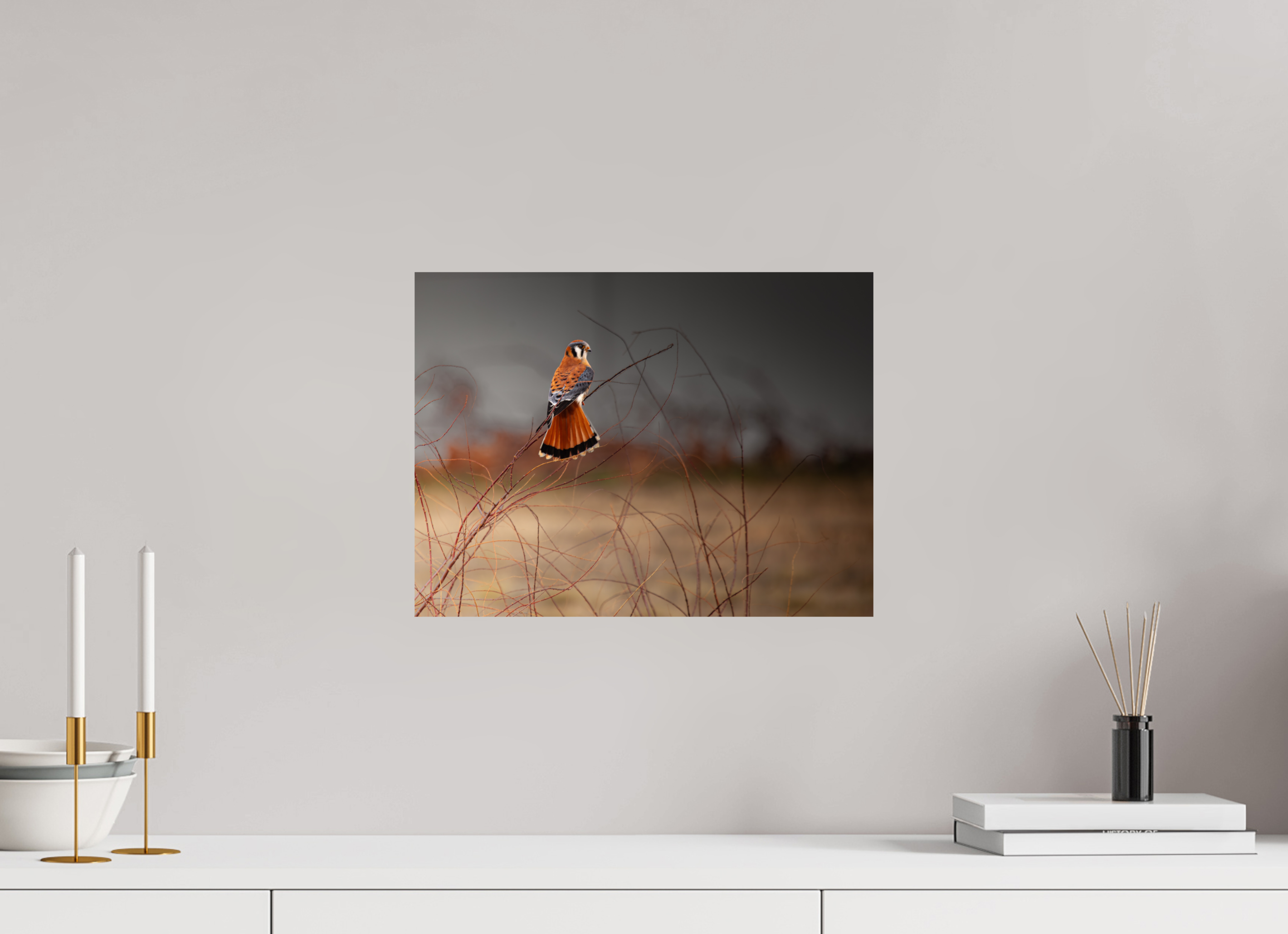 16 x 12″, Photo Print On Fuji Crystal DP II Red Tail Kestrel Falcon