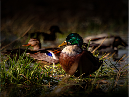 Main image Mallard Duck