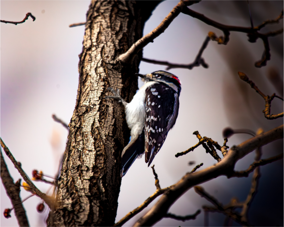 Main image Male Downy Woodpecker on Tree Trunk Salt Lake City