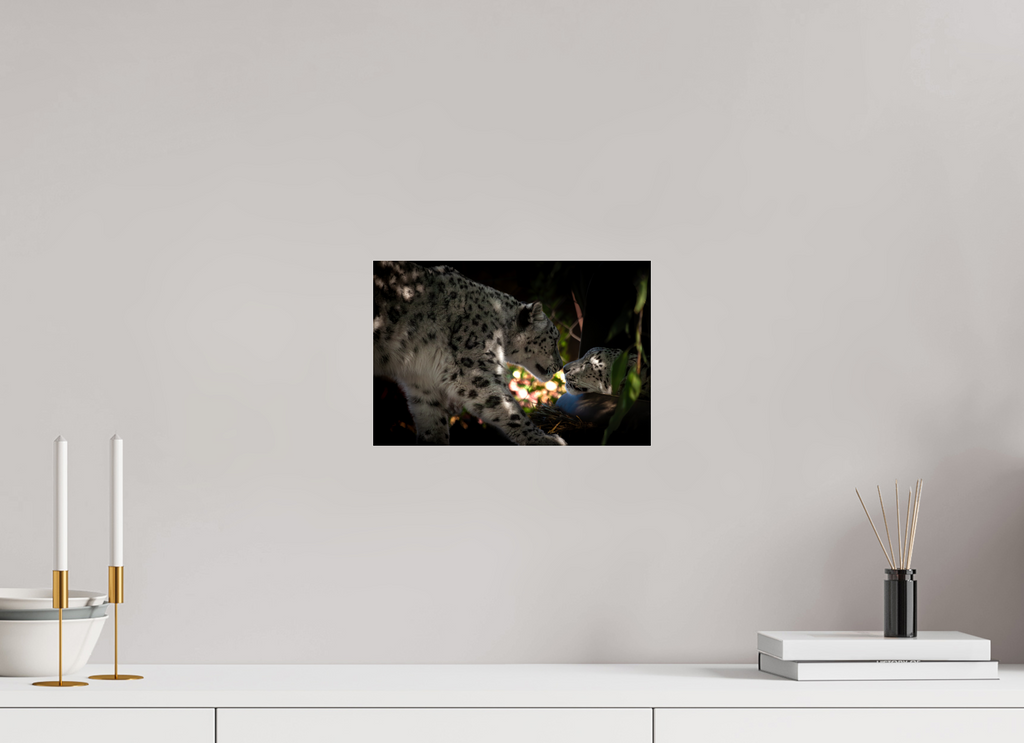 12 x 8″, Photo Print Under Acrylic Glass Snow Leopards