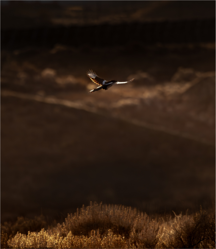 Main image Black-billed Magpie Flight Golden Hour Salt Lake City
