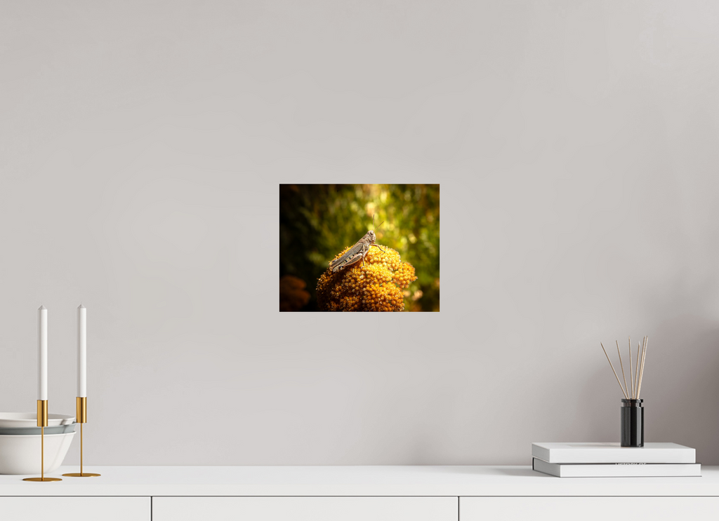 10 x 8″, Photo Print On Fuji Crystal DP II Differential Grasshopper on Golden Wildflower Salt Lake City
