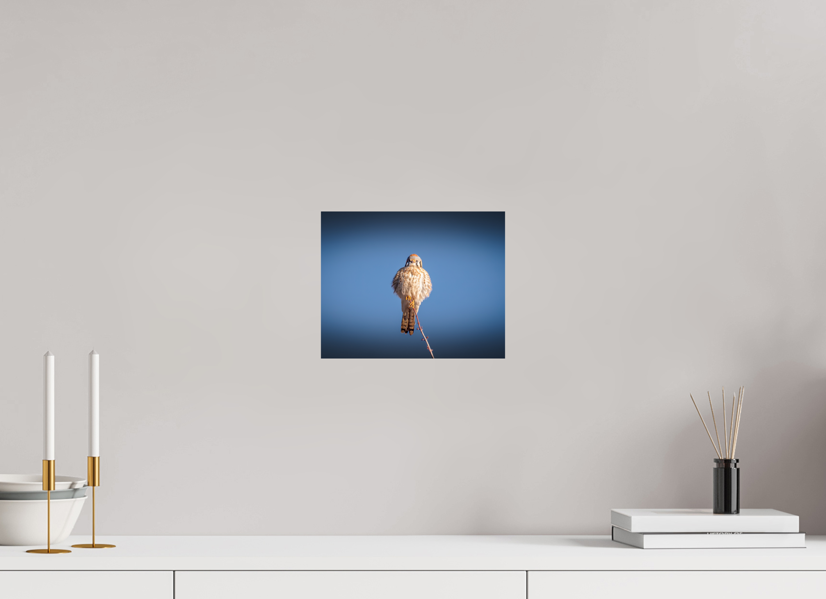 10 x 8″, Photo Print On Fuji Crystal DP II Fluffed Female American Kestrel Perched SLC