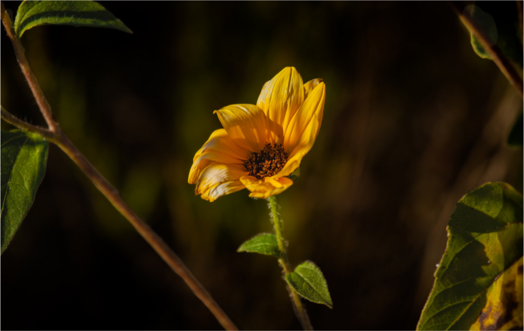 Main image Wild Sunflower Spotlight Salt Lake City Utah