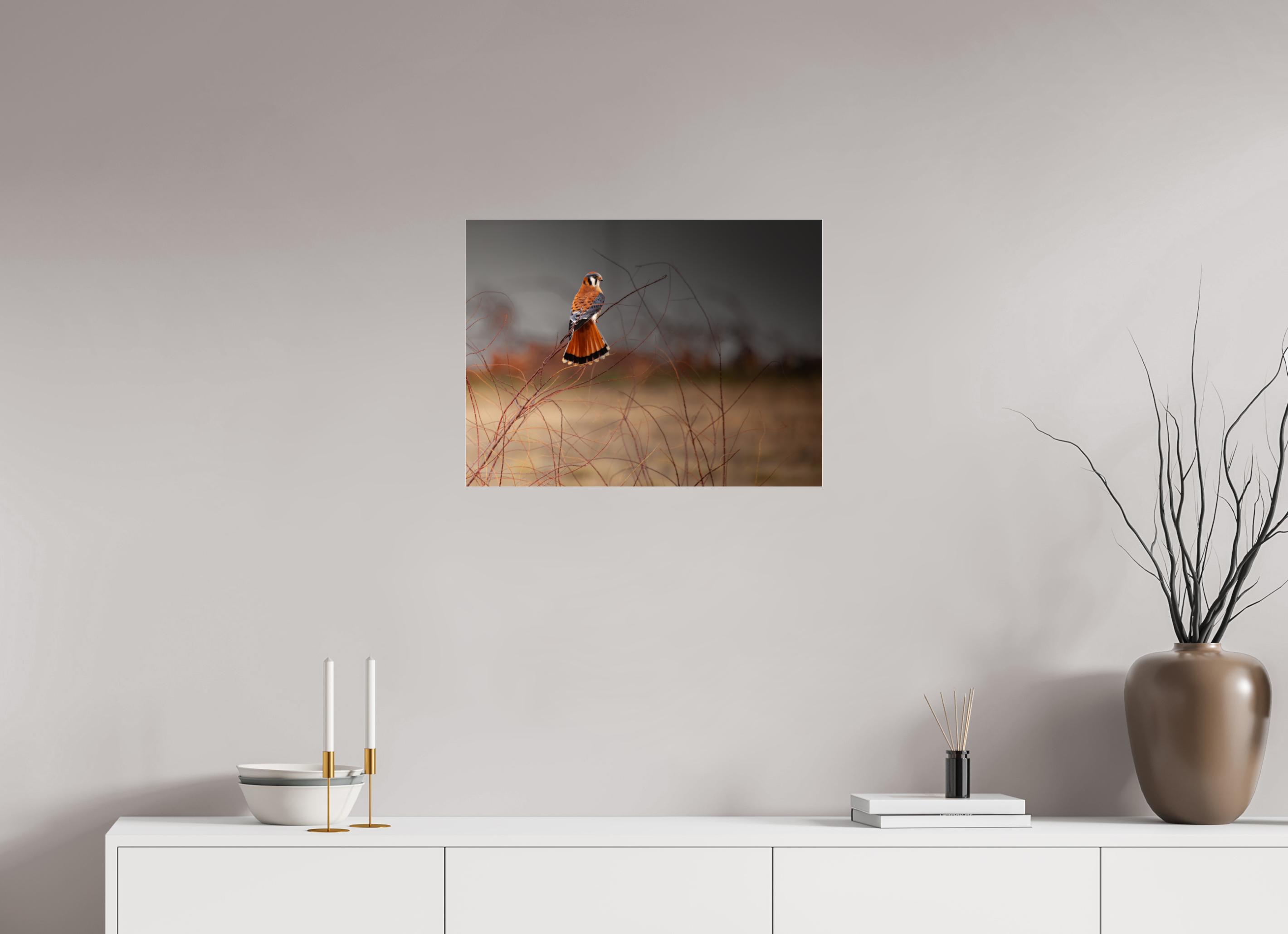 24 x 18″, Photo Print Under Acrylic Glass Red Tail Kestrel Falcon