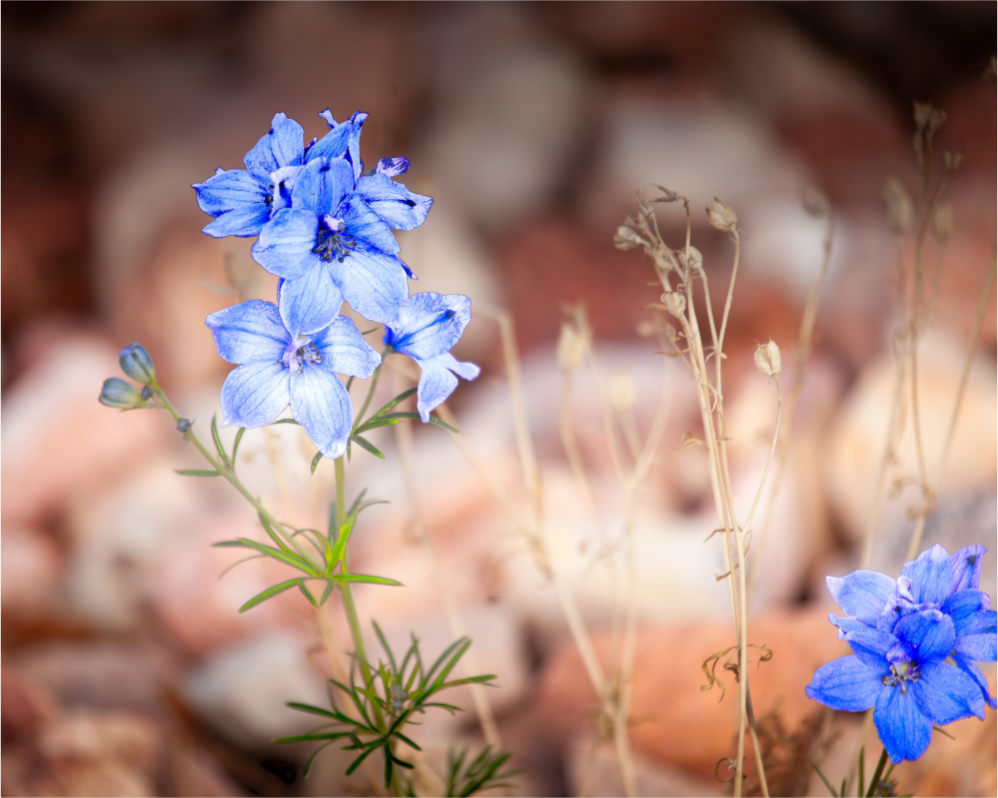 Main image Blue Delphinium Larkspur Wildflowers Salt Lake City