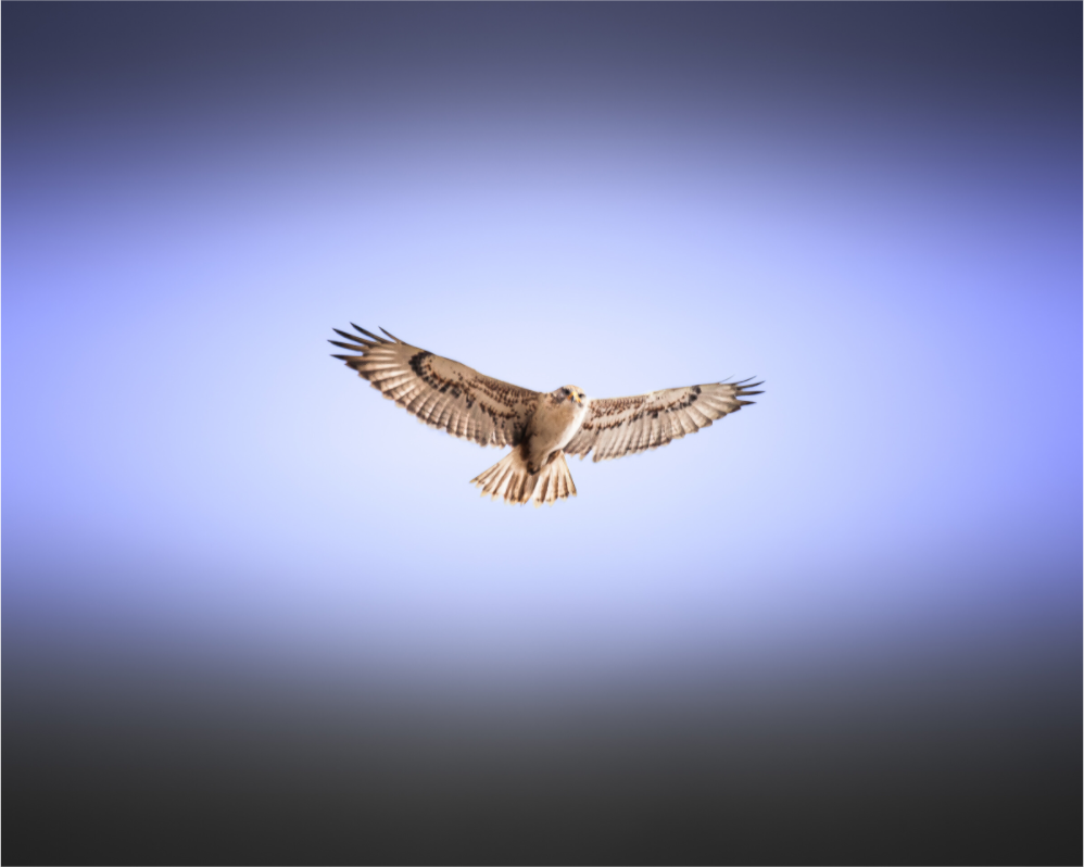 Main image Red-tailed Hawk Soaring in Purple Sky Salt Lake City